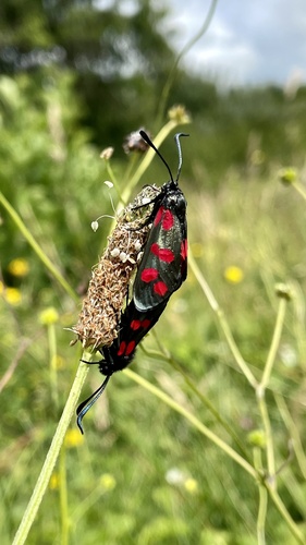 Six-spot Burnet, Egmond-Binnen, Noord-Holland, NL, photo 8 of 10