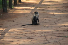 Cercopithecus mitis kolbi