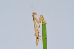 Callimantis