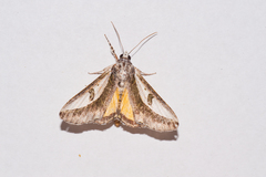 Euscirrhopterus poeyi