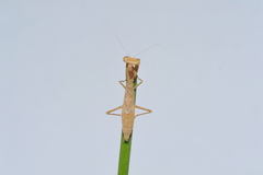 Callimantis