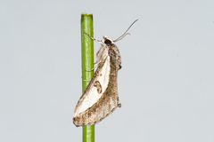 Euscirrhopterus poeyi