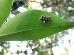 Trissolcus