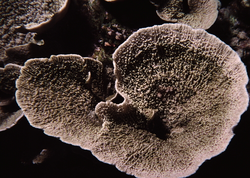 Montipora delicatula