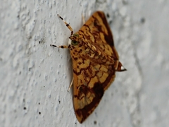 Portentomorpha xanthialis