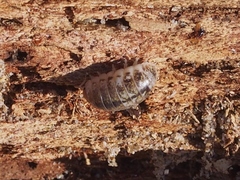 Alloniscus perconvexus