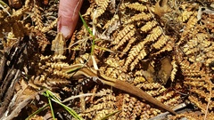 Toropuku inexpectatus