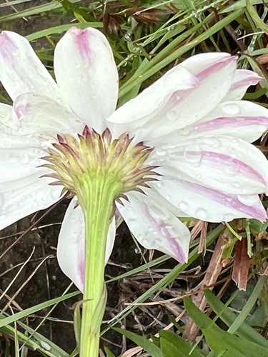 Callilepis leptophylla image