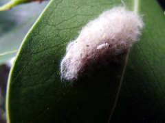 Scymnus posticalis