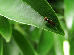 Microchrysa flaviventris