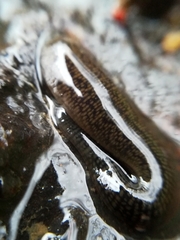 Erpobdella octoculata image