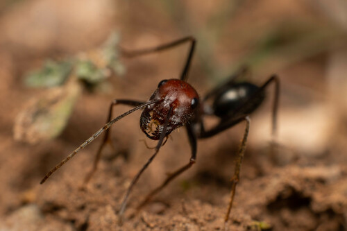 Cataglyphis machmalCataglyphis machmal