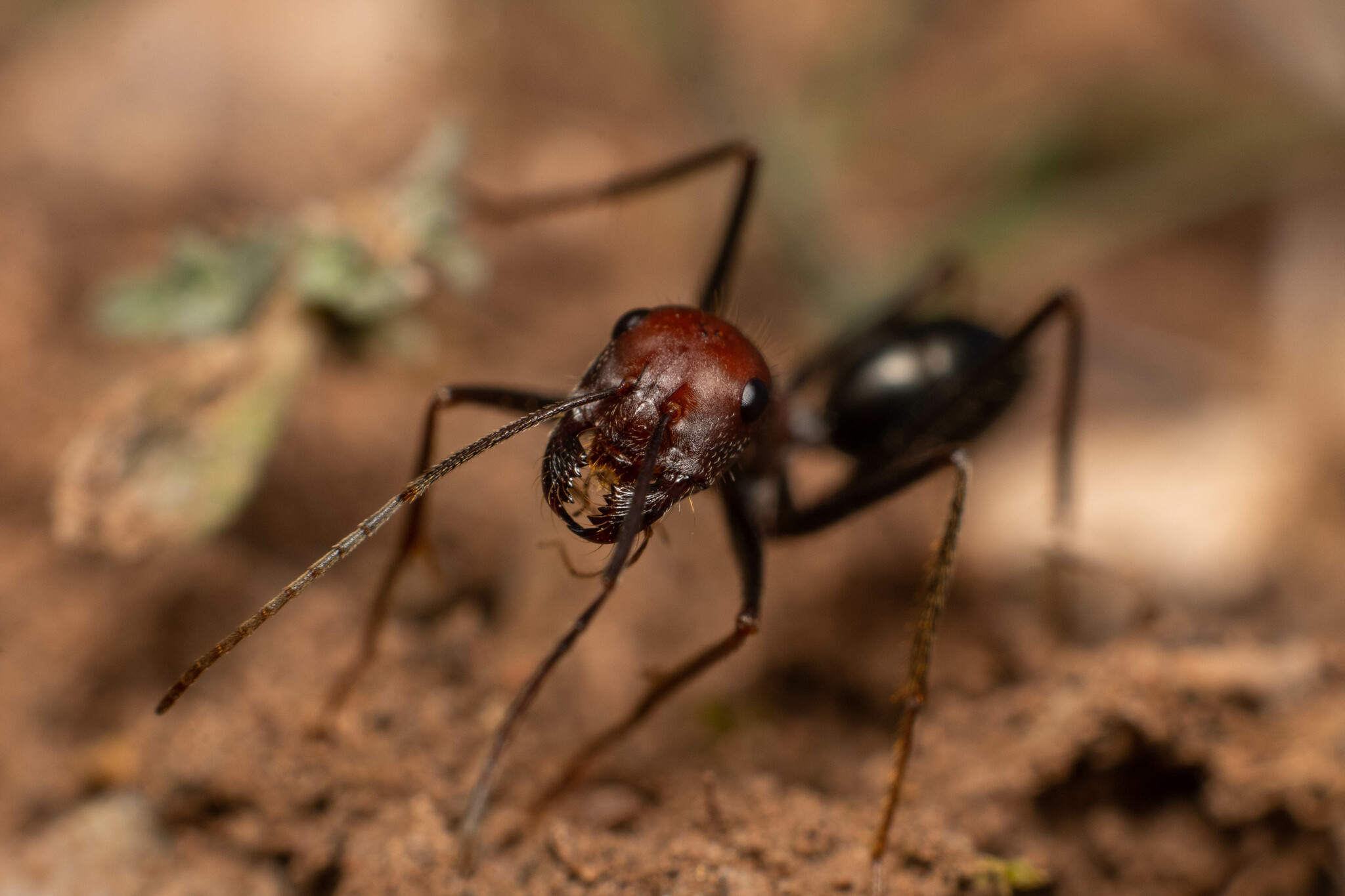 Cataglyphis machmal