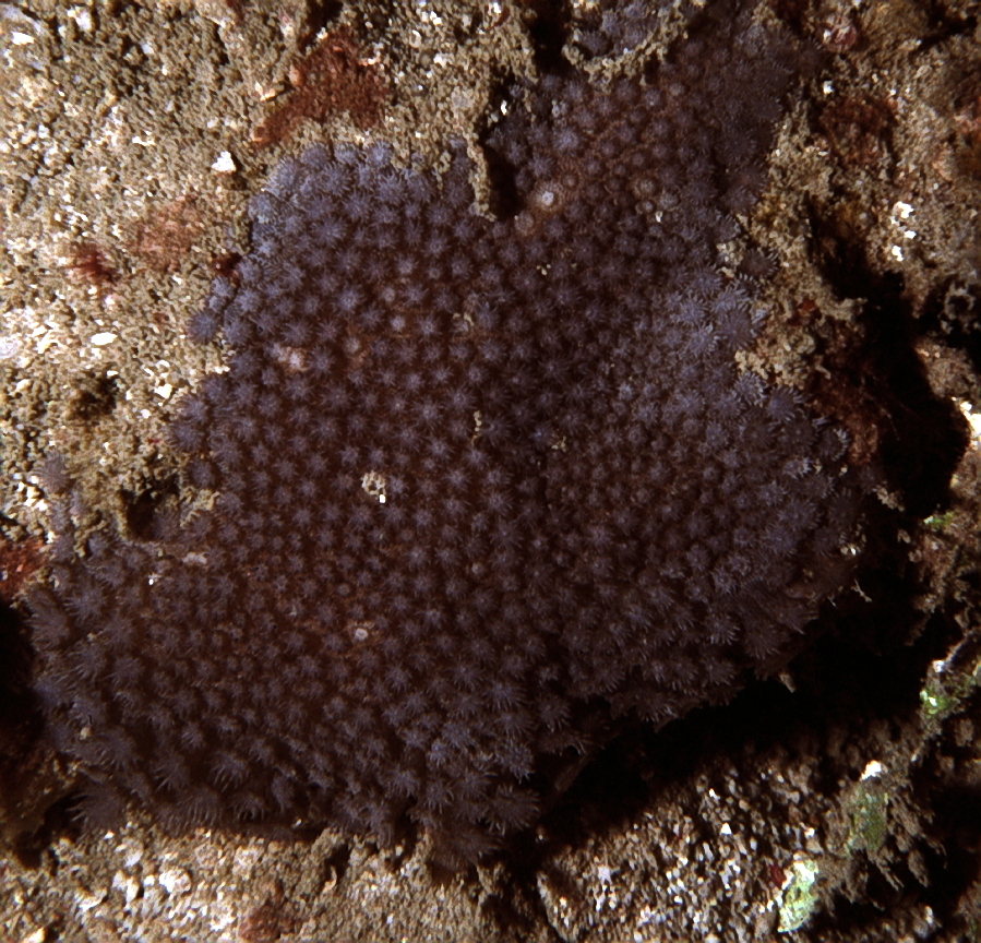 Goniopora burgosi