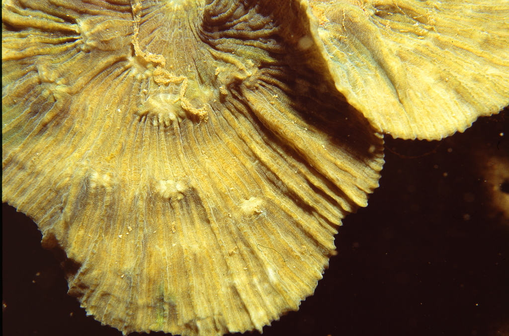 Mycedium steeni