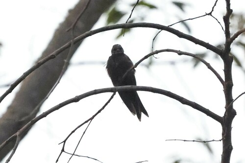 White-headed Saw-wing (Psalidoprocne albiceps), photo 7