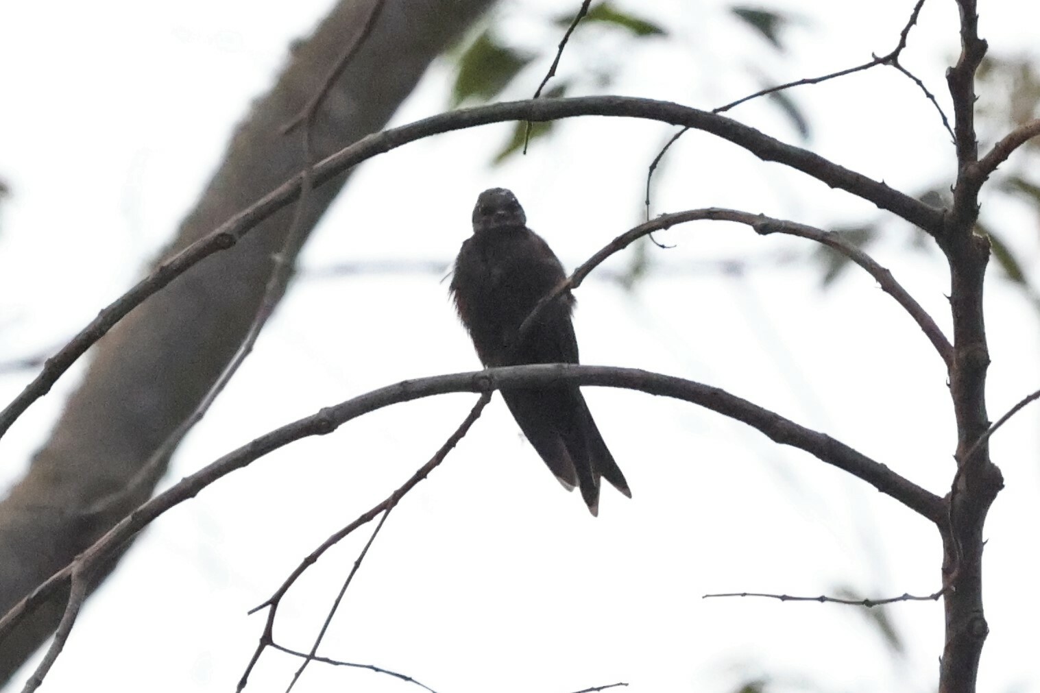 White-headed Saw-wing (Psalidoprocne albiceps), photo 5
