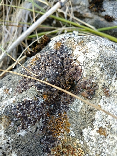 Representative image of Athallia inconnexa