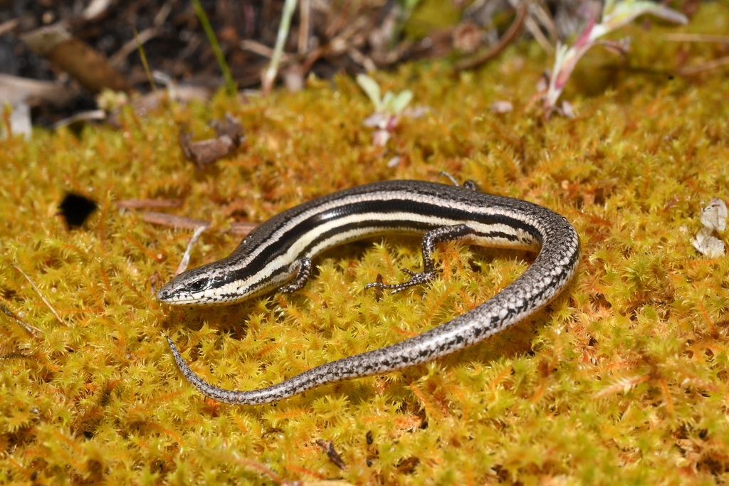 South-Western Slider