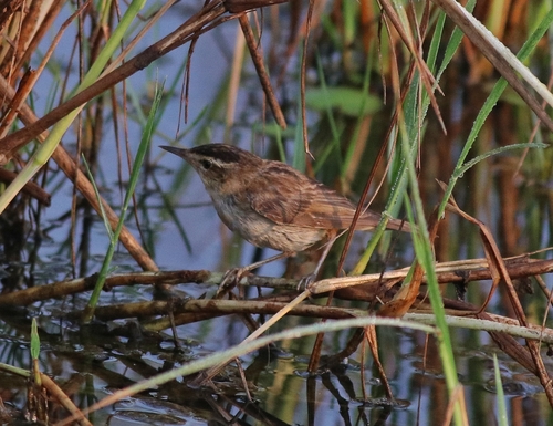 Carricerín Común (Acrocephalus schoenobaenus)
