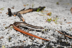 South-Western Slider photo 2