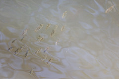 Selenotoca multifasciata