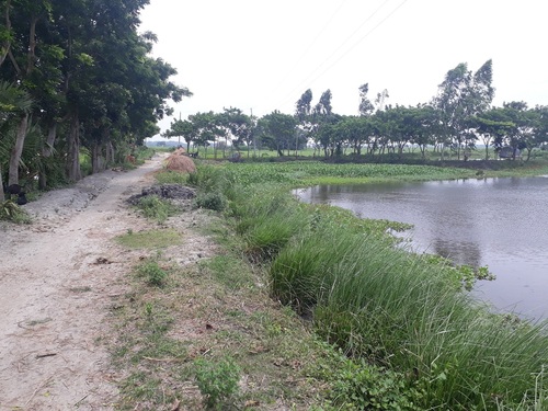 Vetiver