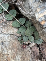 Ceropegia coddii image