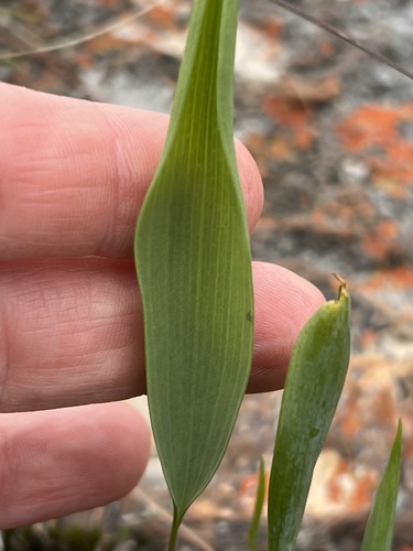 Eriospermum abyssinicum image