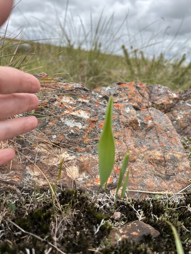 Eriospermum abyssinicum image