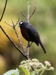 Ochthoeca cinnamomeiventris