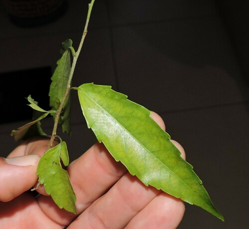 Image of Banara Parviflora (Banara parviflora) by (c) Fabrício Mil Homens Riella, some rights reserved (CC BY)