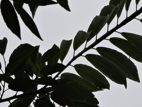 Image of Banara Parviflora (Banara parviflora) by (c) Fabrício Mil Homens Riella, some rights reserved (CC BY)