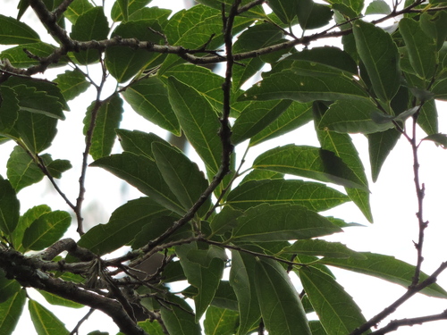 Image of Banara Parviflora (Banara parviflora) by (c) Fabrício Mil Homens Riella, some rights reserved (CC BY)