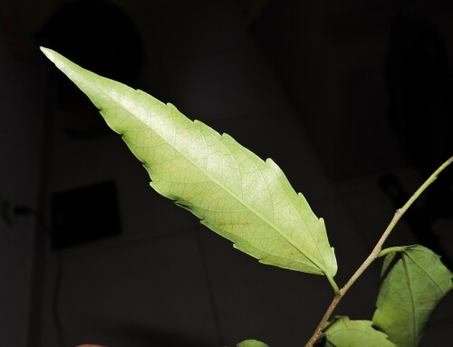 Image of Banara Parviflora (Banara parviflora) by (c) Fabrício Mil Homens Riella, some rights reserved (CC BY)