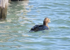 Somateria mollissima