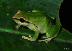 Pristimantis acuminatus