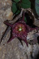 Ceropegia coddii image