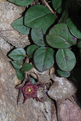 Ceropegia coddii image