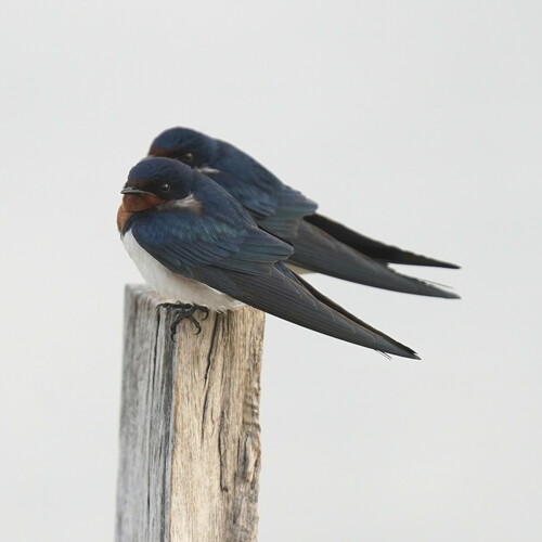 Red-chested Swallow (Hirundo lucida), photo 10