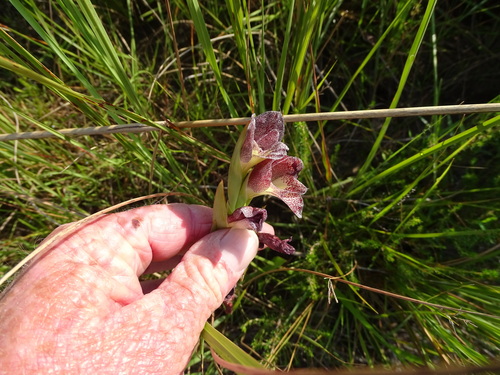 Image of Gladiolus ecklonii by (c) Shaun Swanepoel, some rights reserved (CC BY)