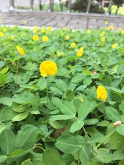 Arachis duranensis