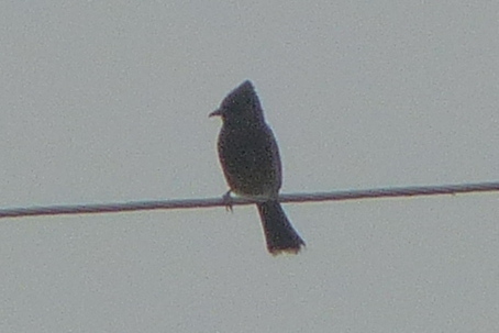 Red-vented Bulbul