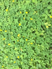 Arachis duranensis