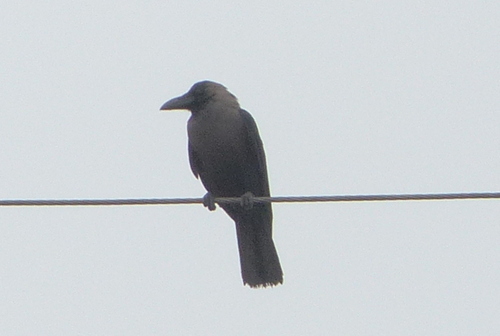 House Crow