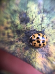 Harmonia axyridis