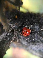 Harmonia axyridis
