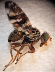 Procecidochares alani