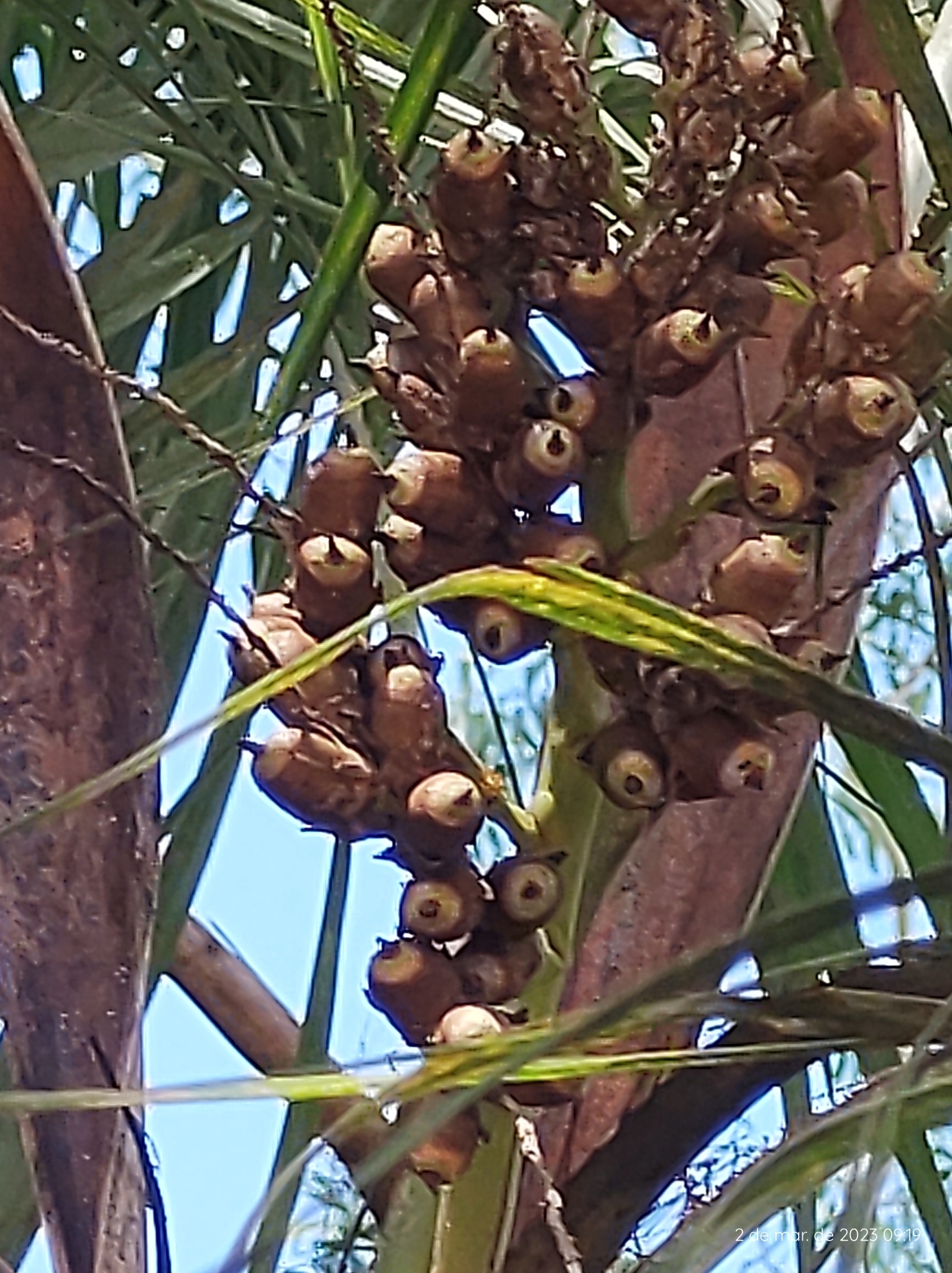 Imagem de Syagrus flexuosa (Mart.) Becc.