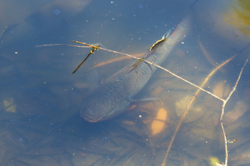 Giuris aporocephalus